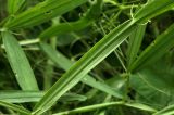 Lathyrus sylvestris