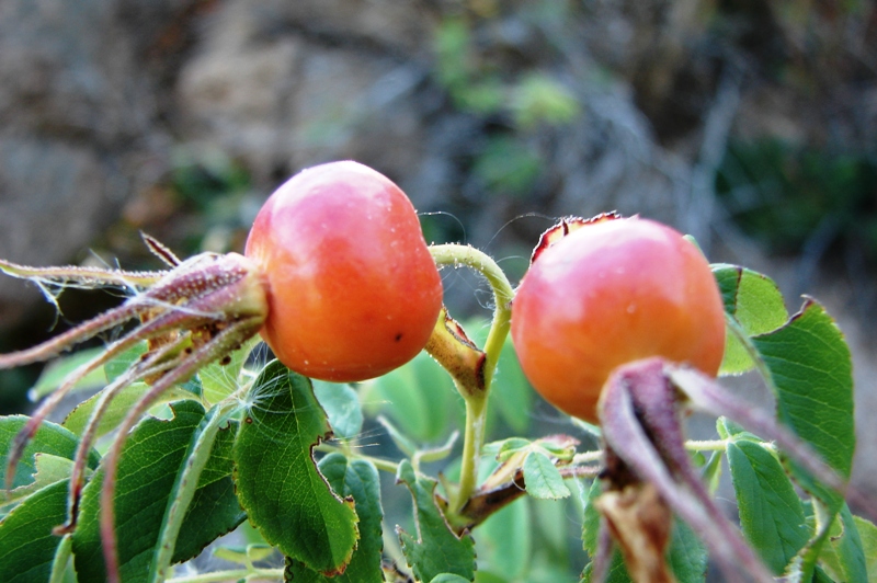 Image of Rosa davurica specimen.