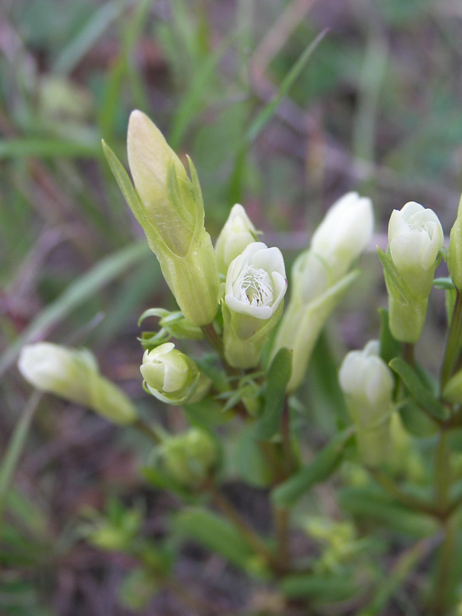 Изображение особи Gentianella promethea.