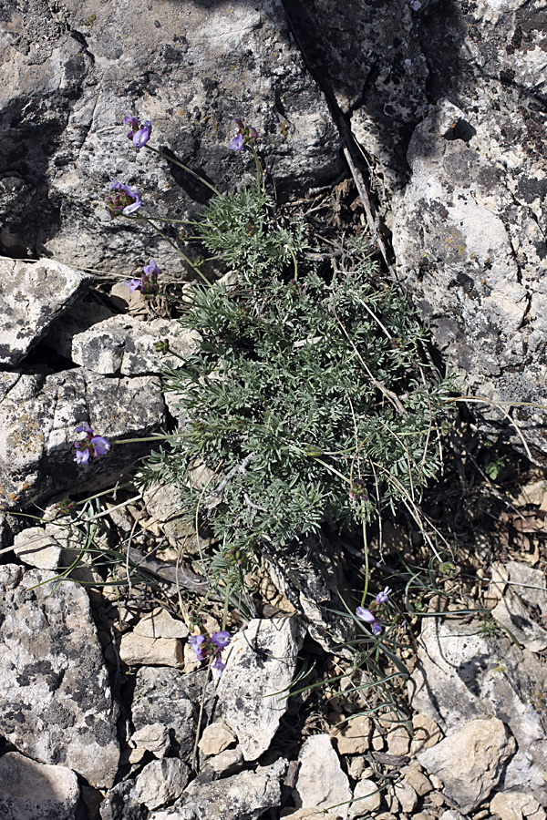 Image of Astragalus falcigerus specimen.