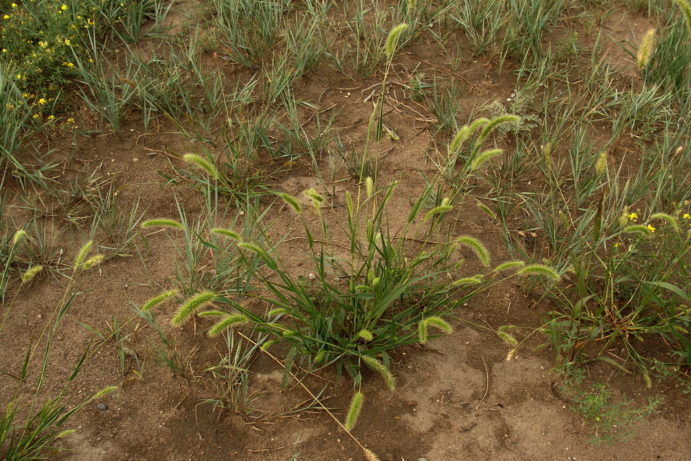 Изображение особи Setaria viridis.