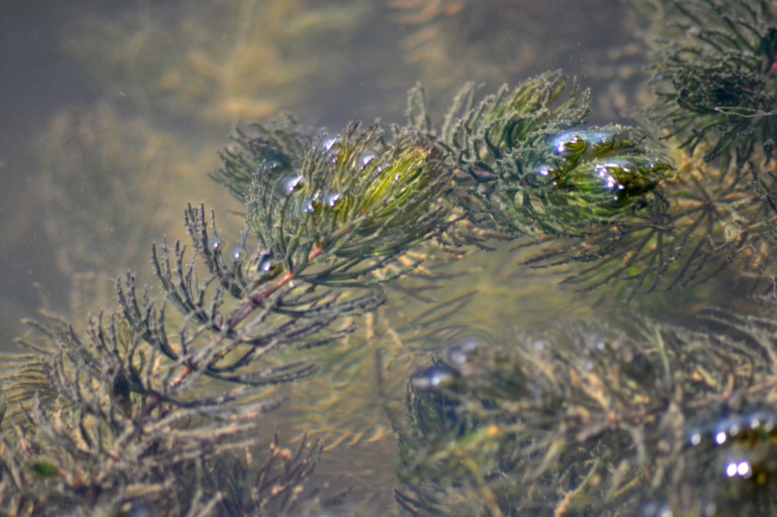 Изображение особи Ceratophyllum demersum.