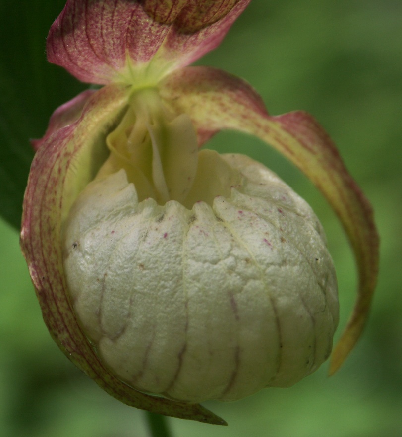 Image of Cypripedium × ventricosum specimen.