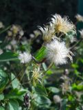 Clematis × jackmanii