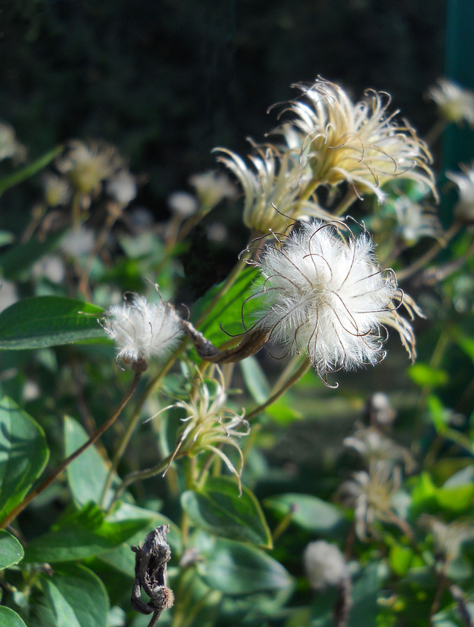 Изображение особи Clematis &times; jackmanii.