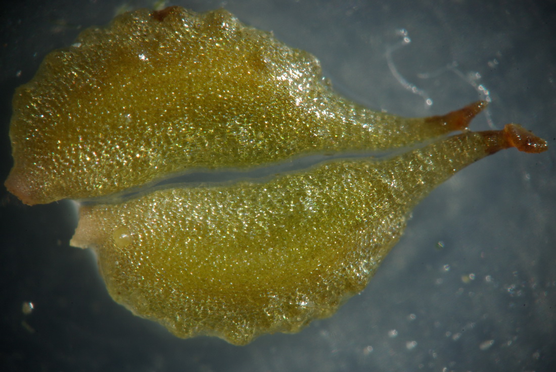 Image of Zannichellia major specimen.