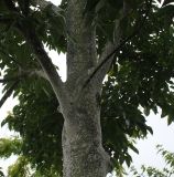 Tetradium daniellii. Нижние ветви молодого дерева. Нидерланды, г. Venlo, \"Floriada 2012\". 11.09.2012.