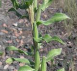 Oenothera depressa