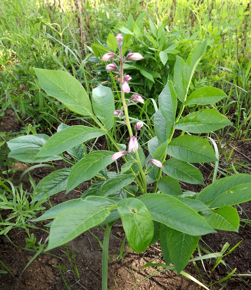 Изображение особи Dictamnus dasycarpus.