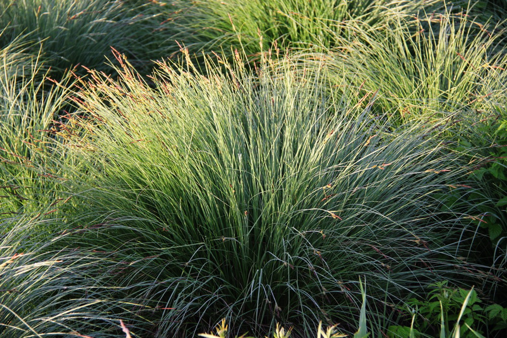 Image of Carex cespitosa specimen.