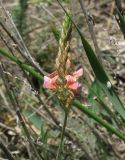 Onobrychis miniata. Соцветие. Крым, Бахчисарайский р-н, гора Тепе-Кермен. 19.05.2012.