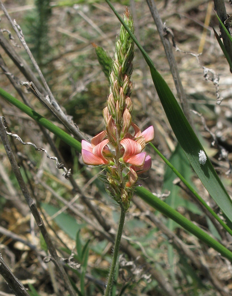 Image of Onobrychis miniata specimen.