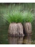 Carex cespitosa. Цветущие растения, образующие высокие кочки. Мурманская обл., Мончегорский городской округ, 3 км Ю-В села Имандра, западный склон Хибин, мелководье горного озерка. 05.07.2010.