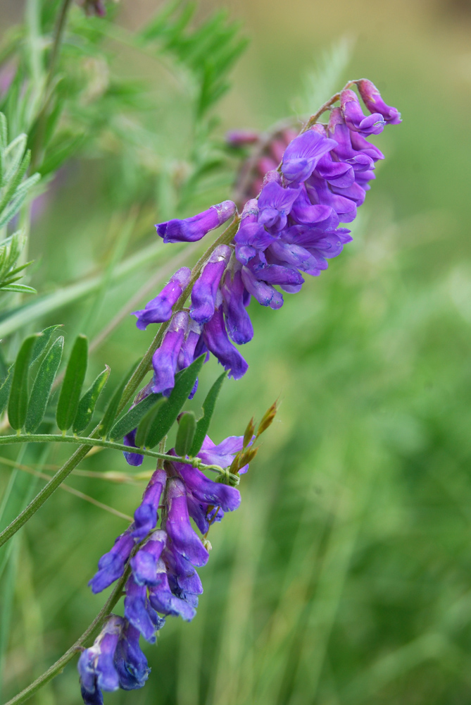 Image of Vicia cracca specimen.