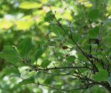 Syringa meyeri. Ветка (видна обратная сторона листьев). Германия, г. Krefeld, ботанический сад. 16.09.2012.