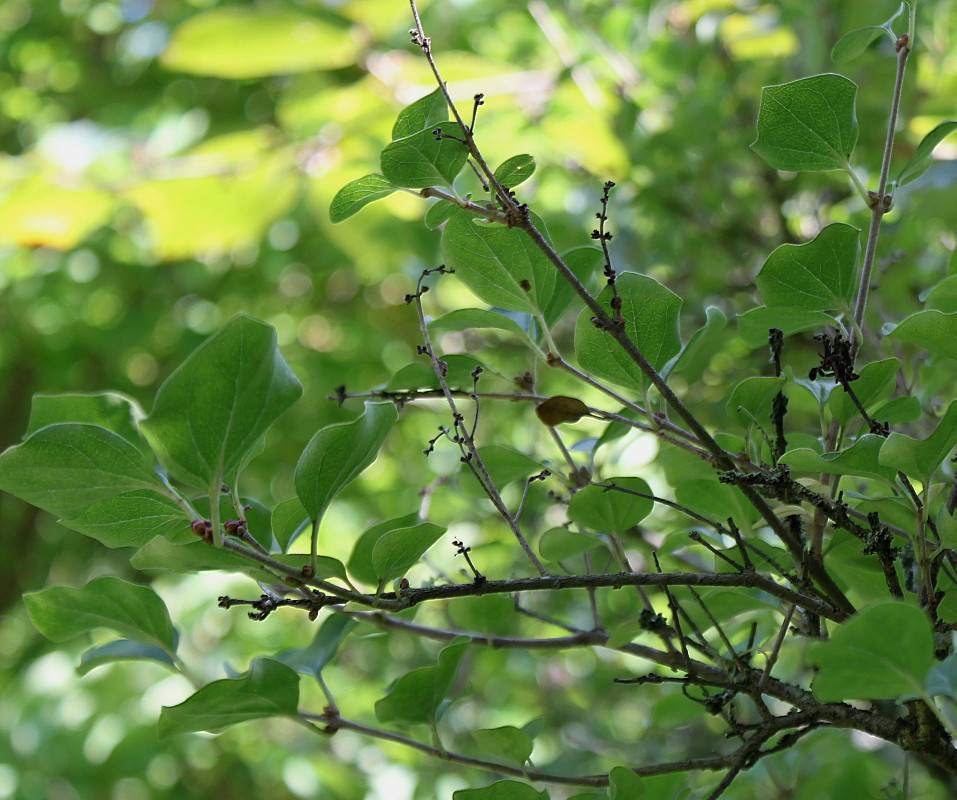 Изображение особи Syringa meyeri.