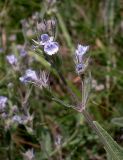 Nepeta parviflora. Часть соцветия. Ростовская обл., Персиановская степь, окр. станицы Красюковская. 23.05.2012.