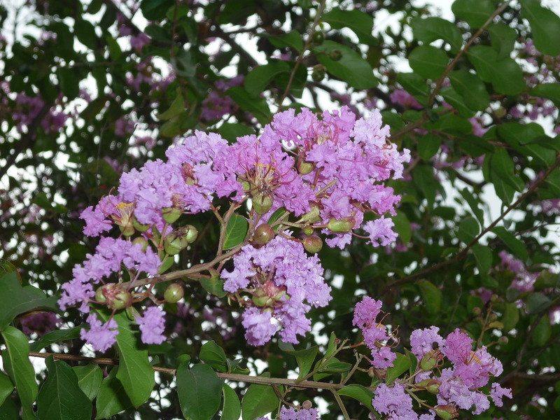 Image of Lagerstroemia indica specimen.