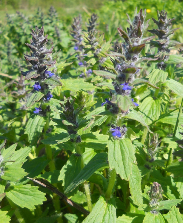 Image of Ajuga genevensis specimen.