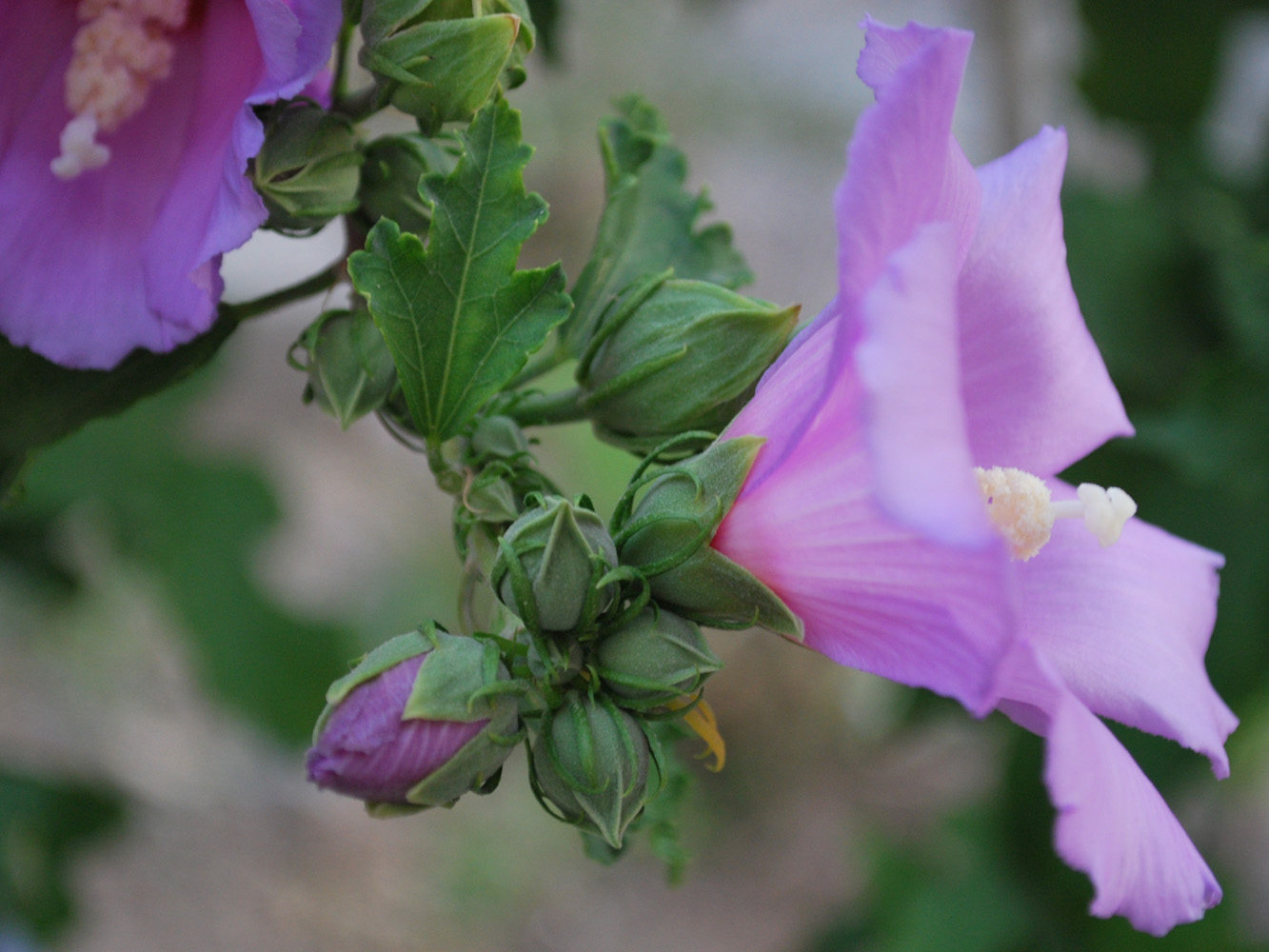 Изображение особи Hibiscus syriacus.