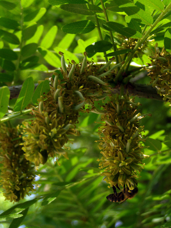 Изображение особи Gleditsia triacanthos.