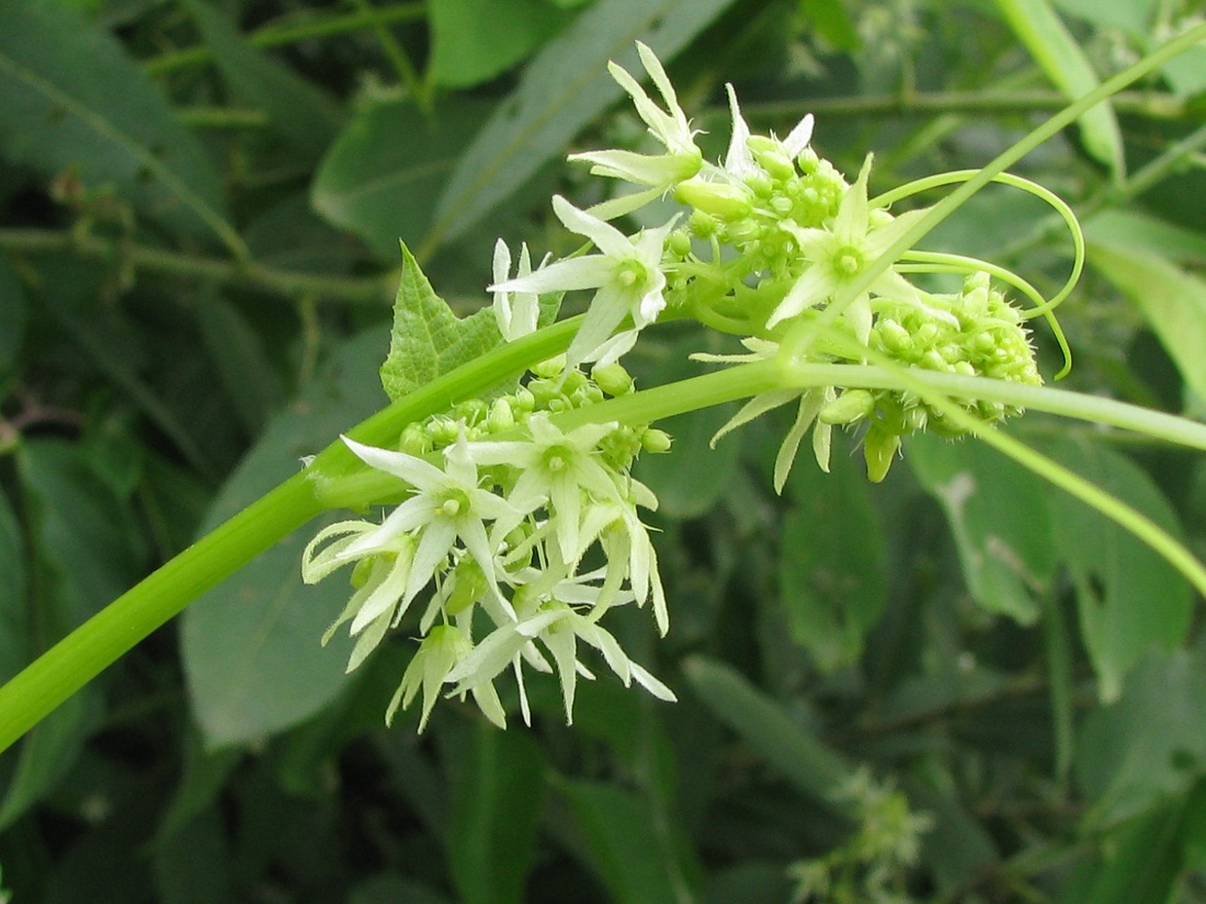 Изображение особи Echinocystis lobata.