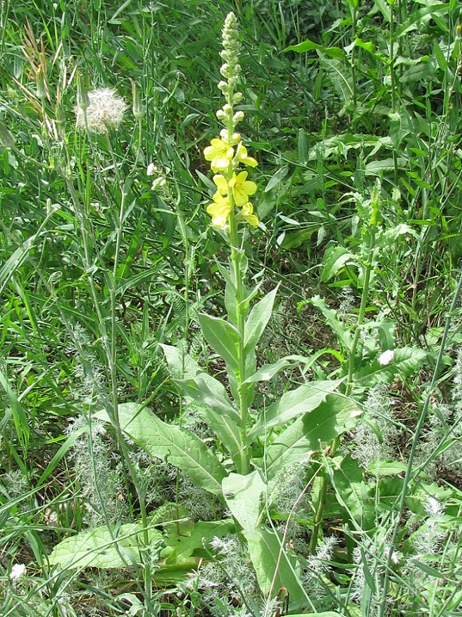 Image of Verbascum phlomoides specimen.