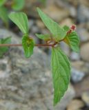 Acalypha australis. Верхушка побега с соцветием. Хабаровск, на берегу Амура. 26.07.2012.