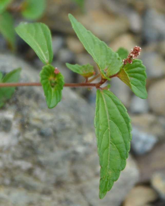 Изображение особи Acalypha australis.