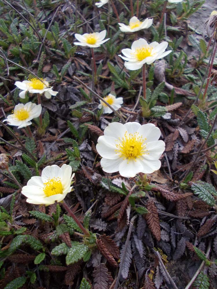 Изображение особи Dryas punctata.