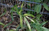 genus Phyllostachys. Побеги. Германия, г. Кемпен, у забора частного сада рядом с прогулочной дорожкой. 22.03.2013.