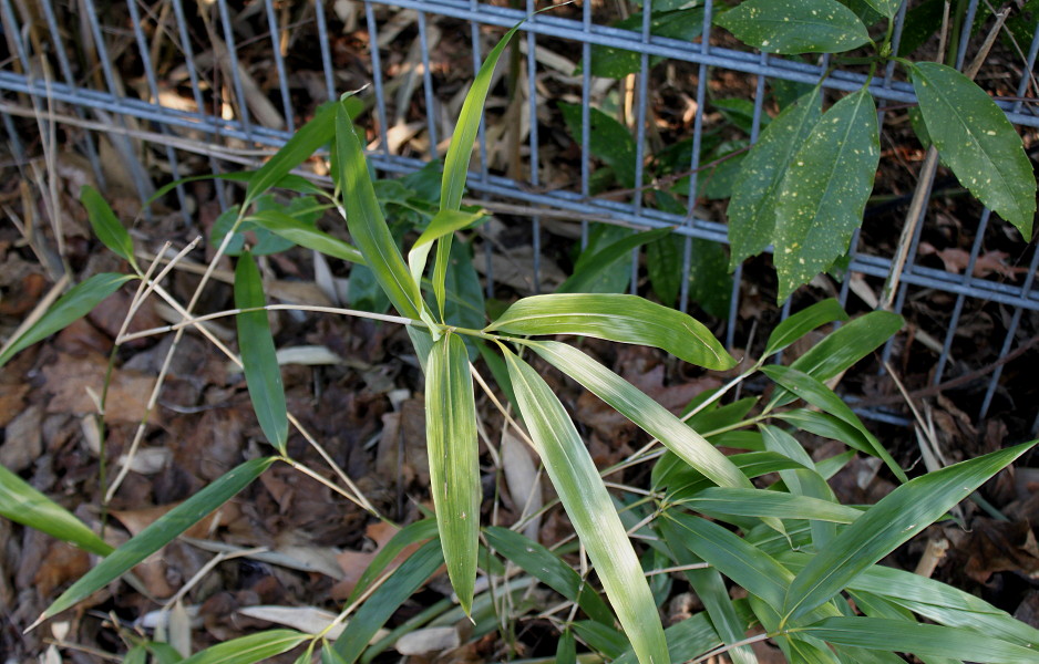 Изображение особи род Phyllostachys.