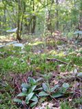 Goodyera repens
