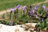 Vinca herbacea