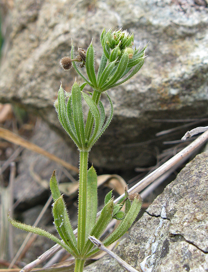 Изображение особи Galium aparine.