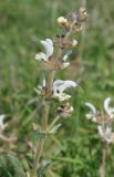 Salvia verbascifolia. Соцветие. Нагорный Карабах, окр. г. Шуши, Унотское ущелье. 05.05.2013.