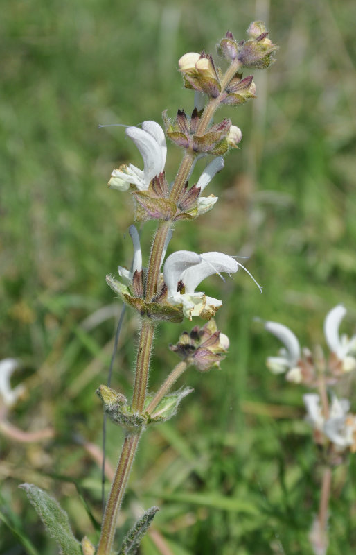 Изображение особи Salvia verbascifolia.