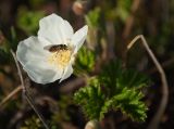 Rubus chamaemorus