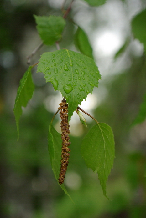 Image of Betula pendula specimen.