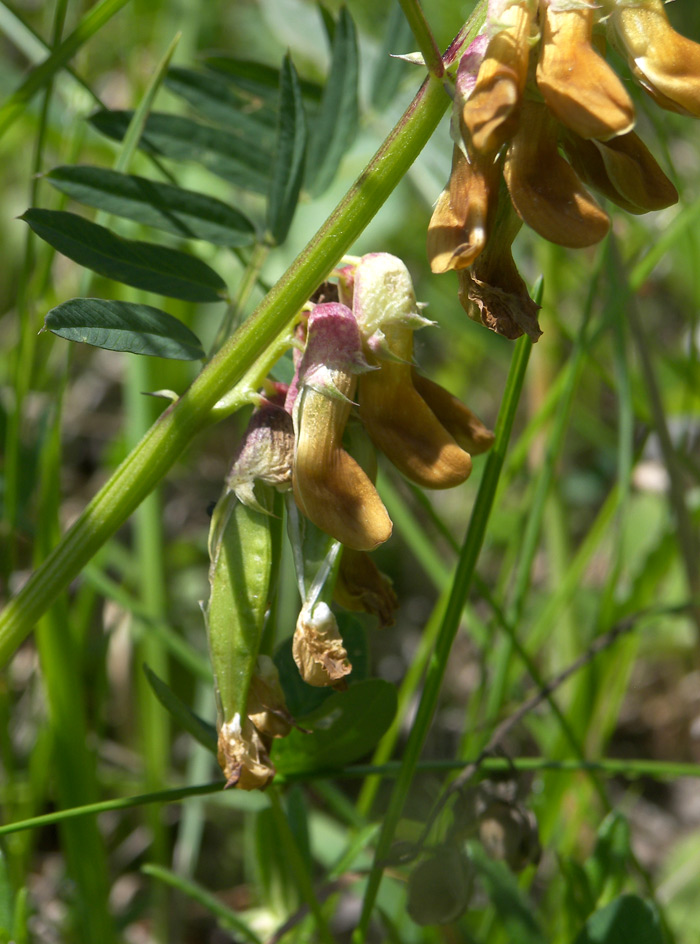 Изображение особи Vicia balansae.