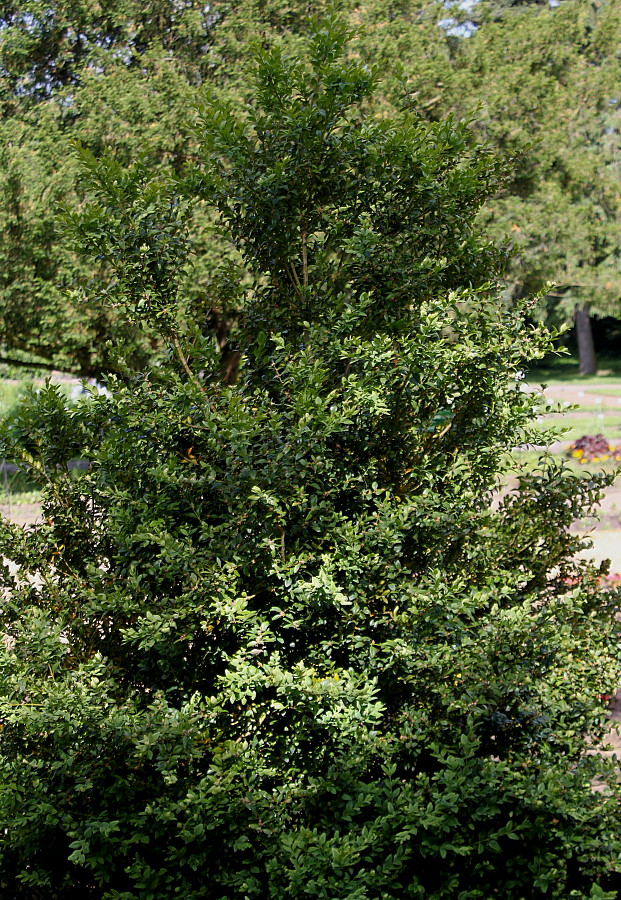 Image of genus Buxus specimen.