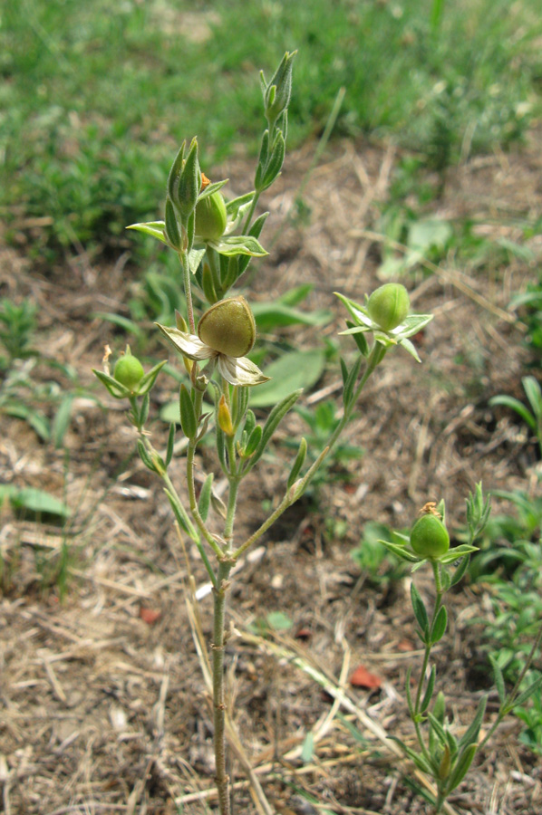 Image of Helianthemum lasiocarpum specimen.