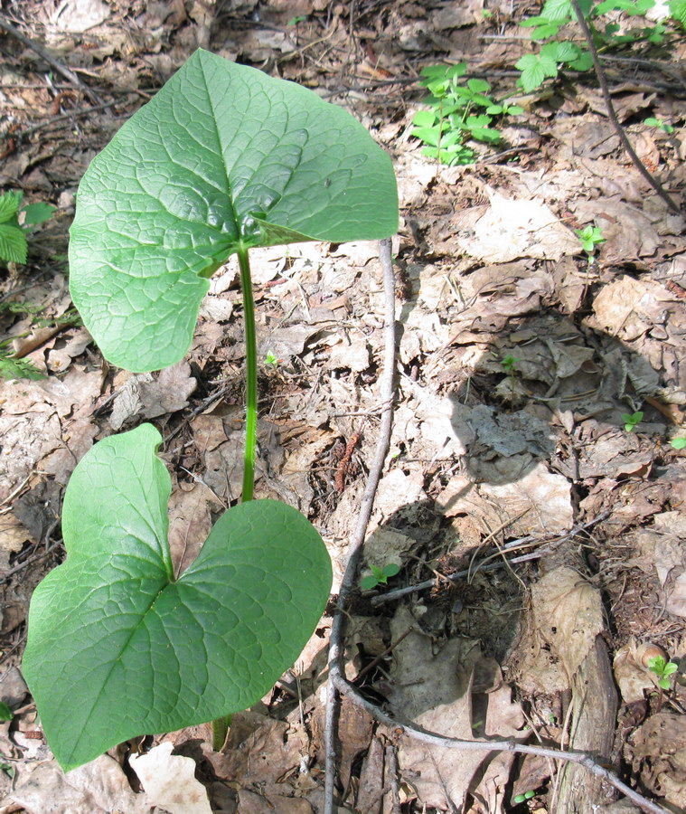 Image of Brunnera sibirica specimen.