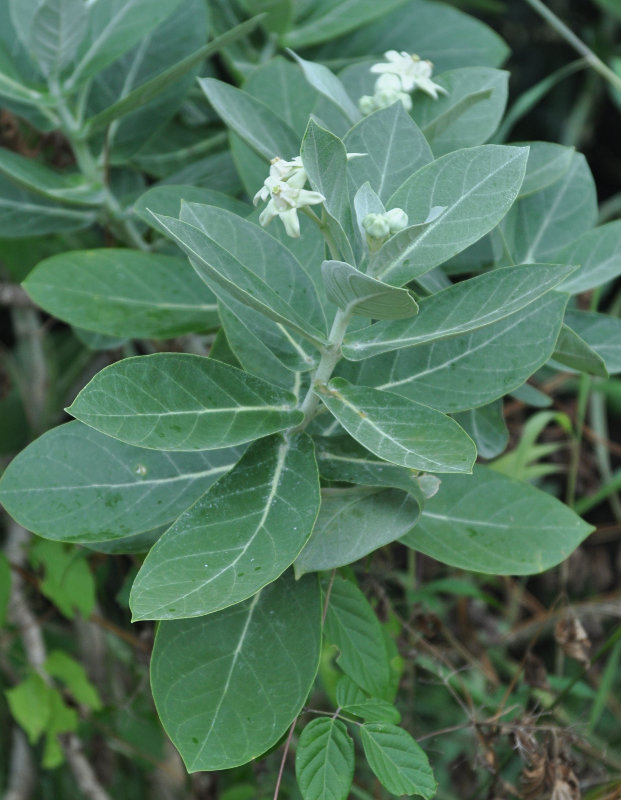 Image of Calotropis gigantea specimen.