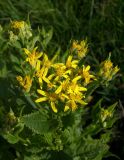 Senecio propinquus