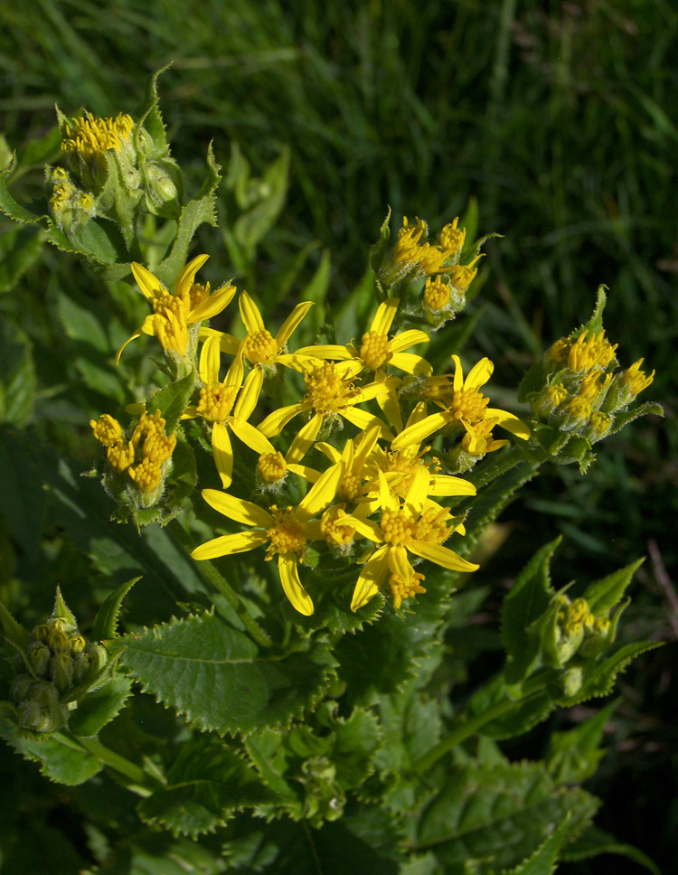 Изображение особи Senecio propinquus.