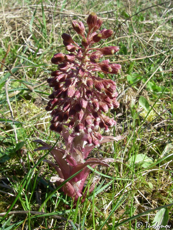 Изображение особи Petasites hybridus.