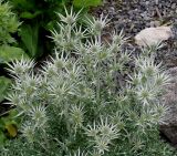 Eryngium bourgatii