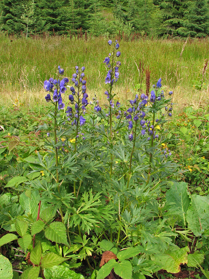 Изображение особи Aconitum firmum.