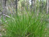 Carex appropinquata. Цветущее растение. Костромская обл., Кологривский р-н, заповедник \"Кологривский лес\", осоково-сфагновое болото. 30 мая 2013 г.